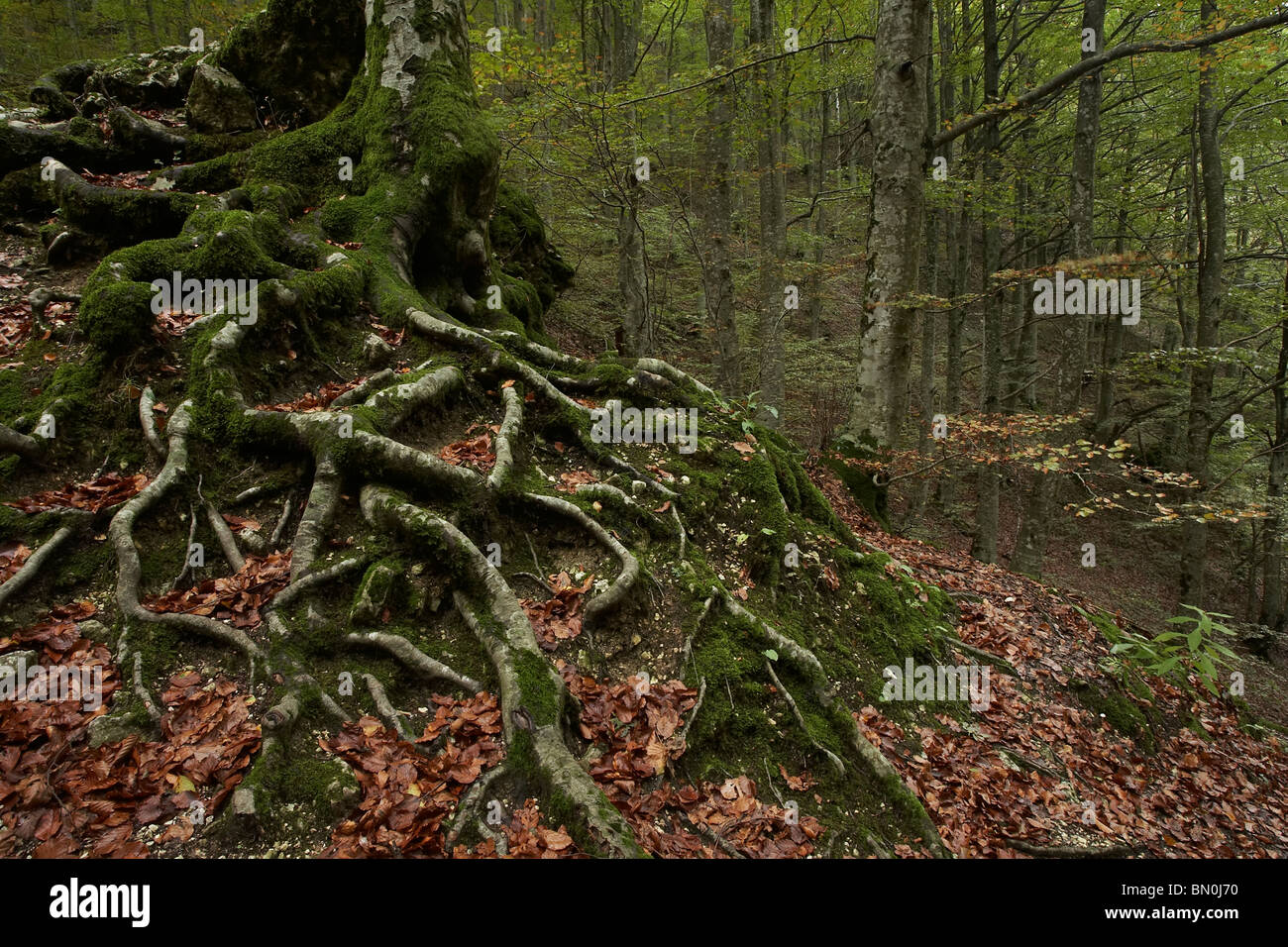 Racines d'un hêtre dans gola infernaccio, parc national des Monts Sibyllins, italie Banque D'Images