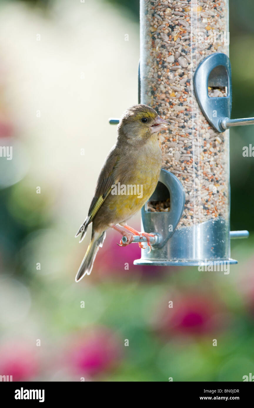 Carduelis chloris. Verdier d'Europe femelle se nourrissant d'une alimentation pour oiseaux Banque D'Images