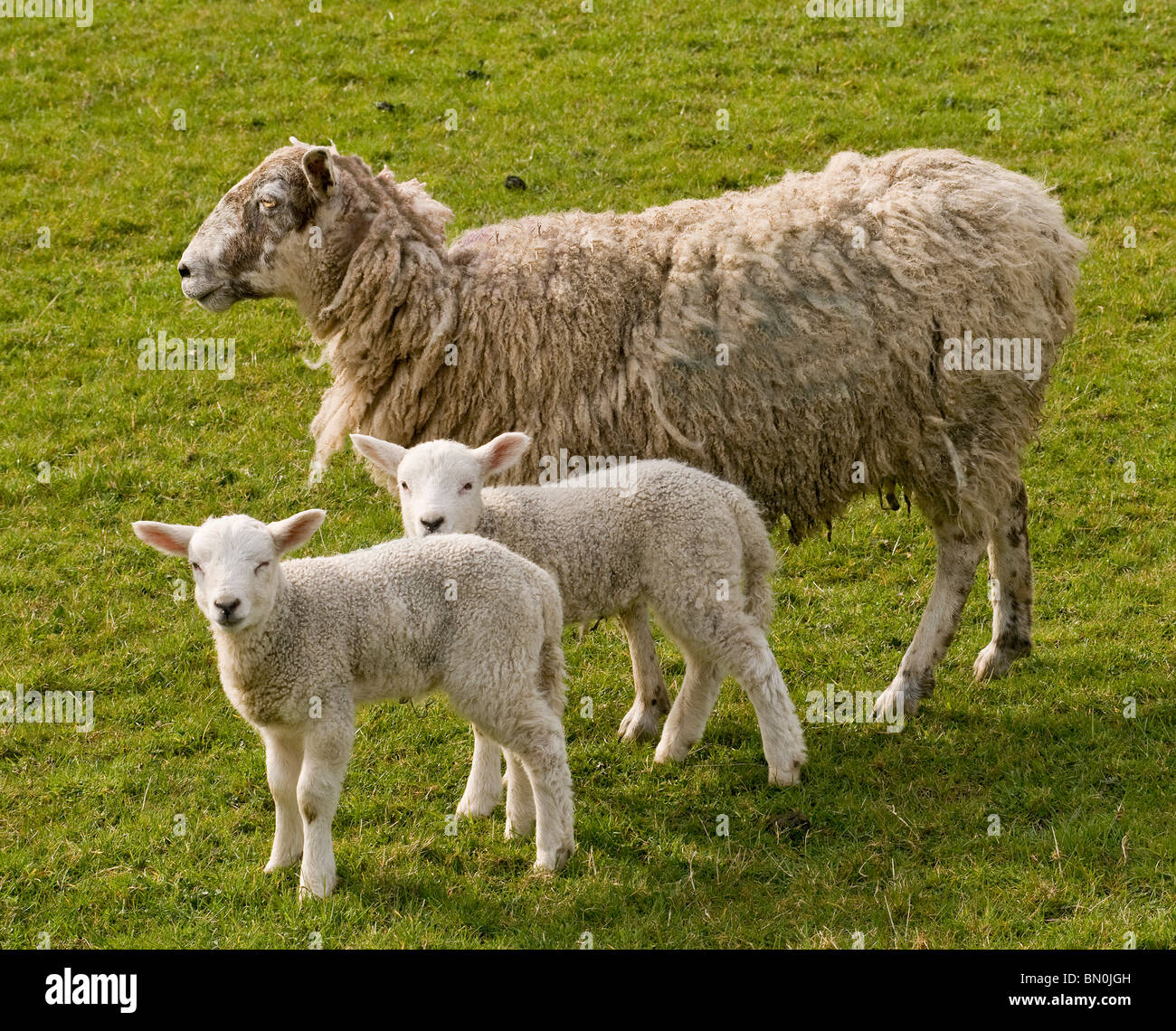 Un mouton avec deux agneaux dans un champ Banque D'Images