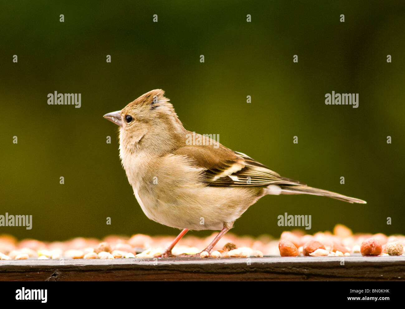 Une femelle pinson sur un tableau d'oiseaux Banque D'Images