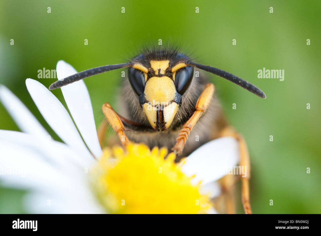 Wasp sur flower, close-up Banque D'Images