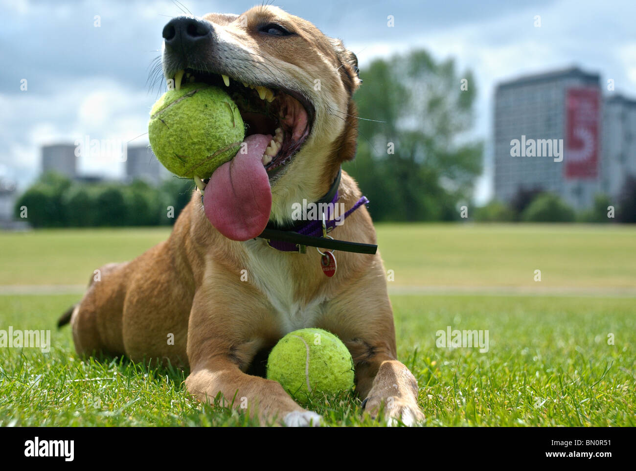 Chien avec des boules Banque D'Images