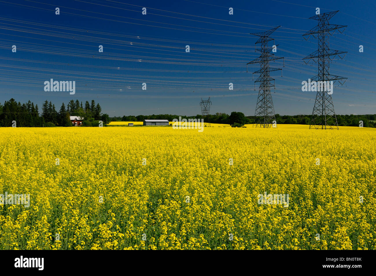 Domaine de la récolte de colza jaune avec ferme et pylônes contre un ciel bleu de l'Ontario la moraine d'Oak Ridges Banque D'Images