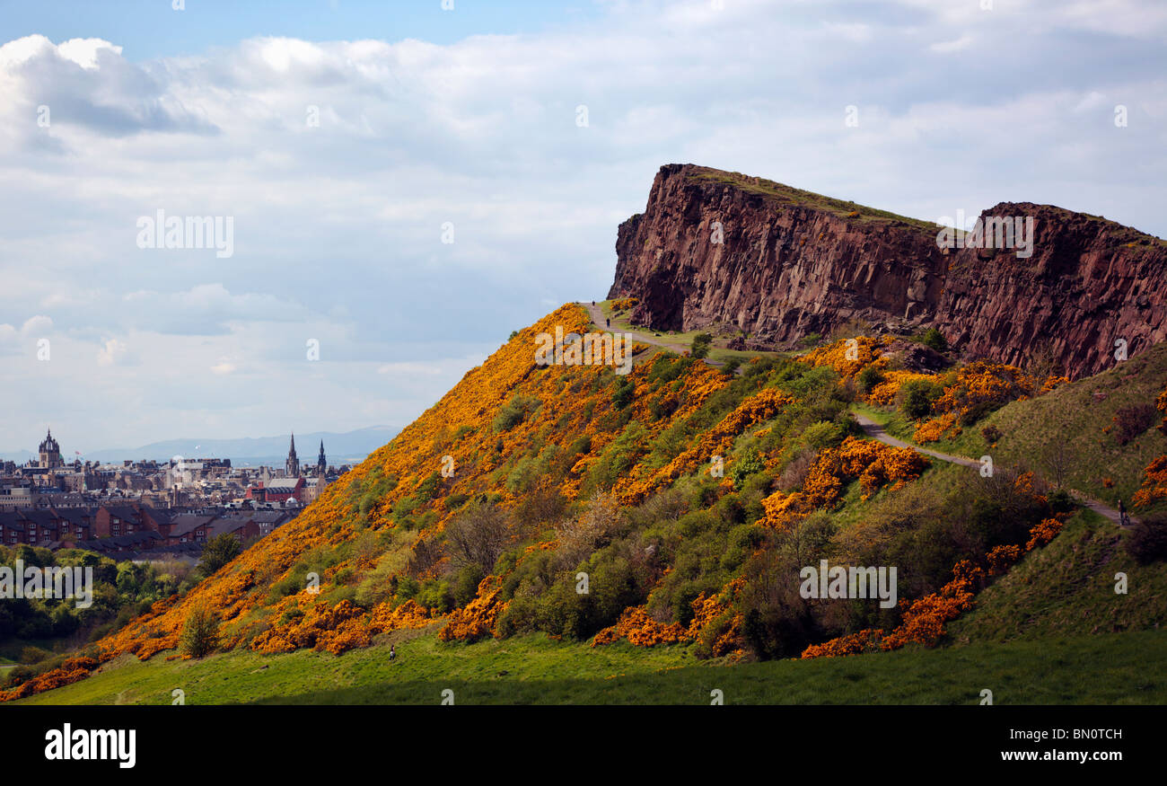 Arthurs Seat Edinburgh Scotland UK habillés dans les ajoncs en fleurs avec vue sur la vieille ville d'Édimbourg en regardant vers le nord Banque D'Images