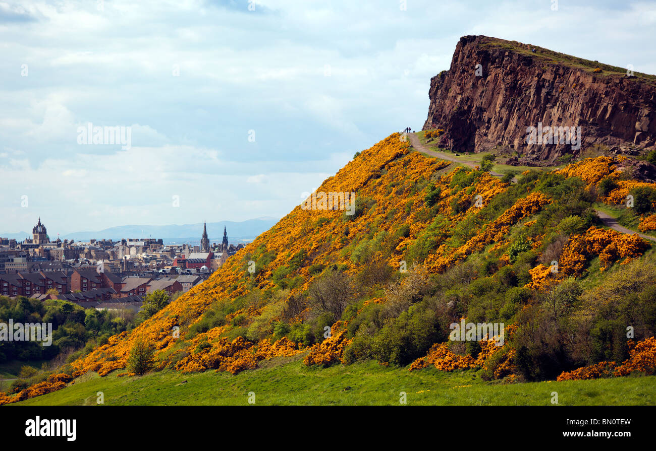 Arthurs Seat Edinburgh Scotland UK habillés dans les ajoncs en fleurs avec vue sur la vieille ville d'Édimbourg en regardant vers le nord Banque D'Images
