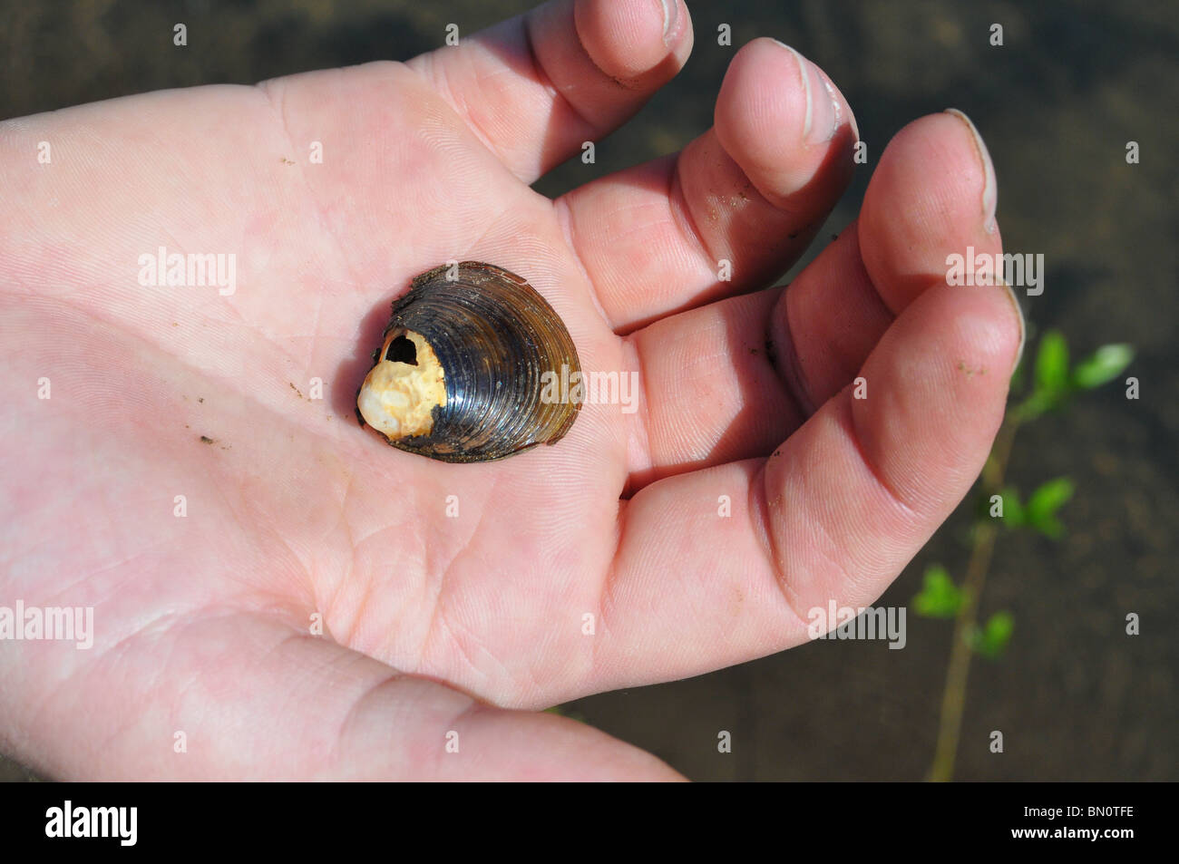 Un découvert sea shell derrière détenus par une main blanche et noire Banque D'Images