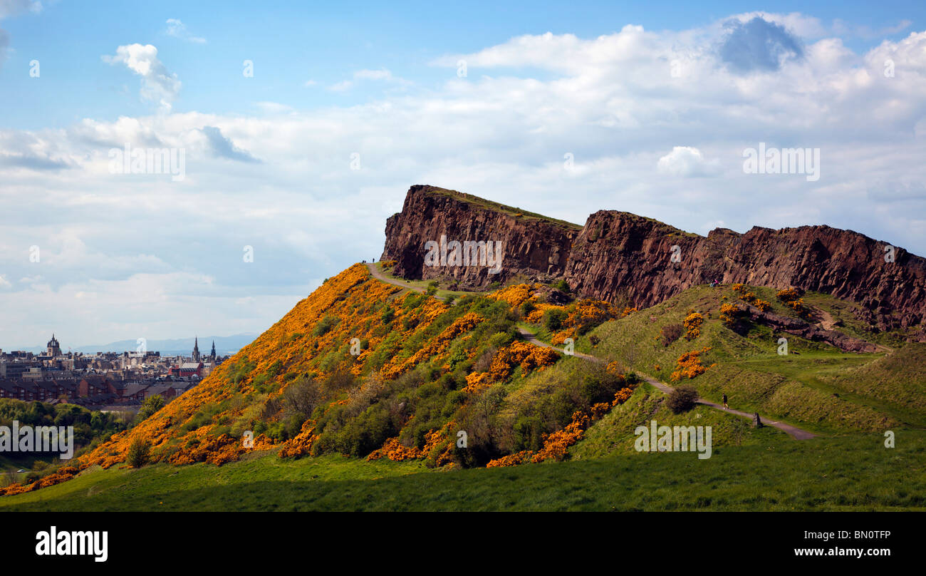 Arthurs Seat Edinburgh Scotland UK habillés dans les ajoncs en fleurs avec vue sur la vieille ville d'Édimbourg en regardant vers le nord Banque D'Images