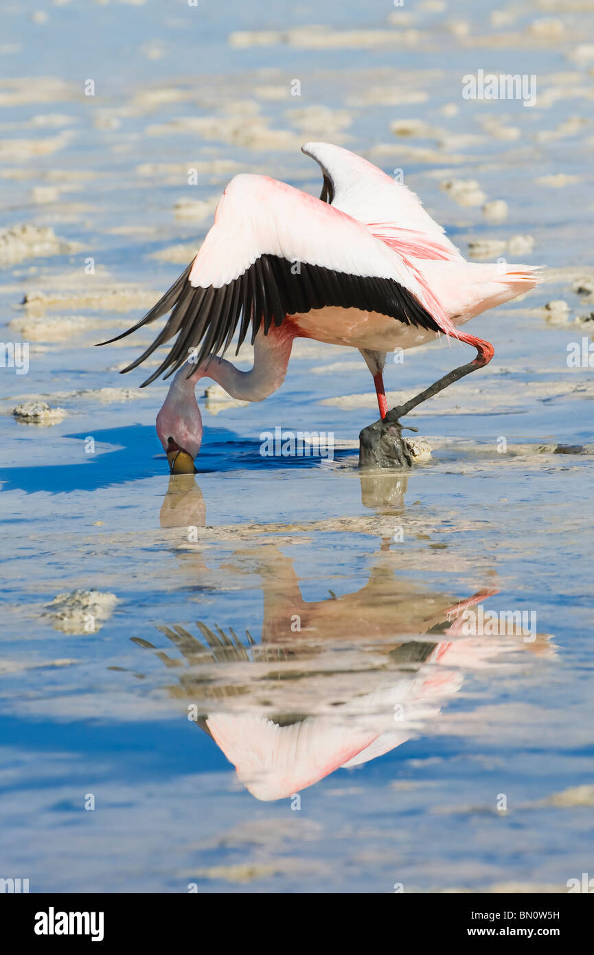 Puna ou James (Phoenicoparrus jamesi) Flamingo, Laguna Hedionda, Potosi, Bolivie Banque D'Images