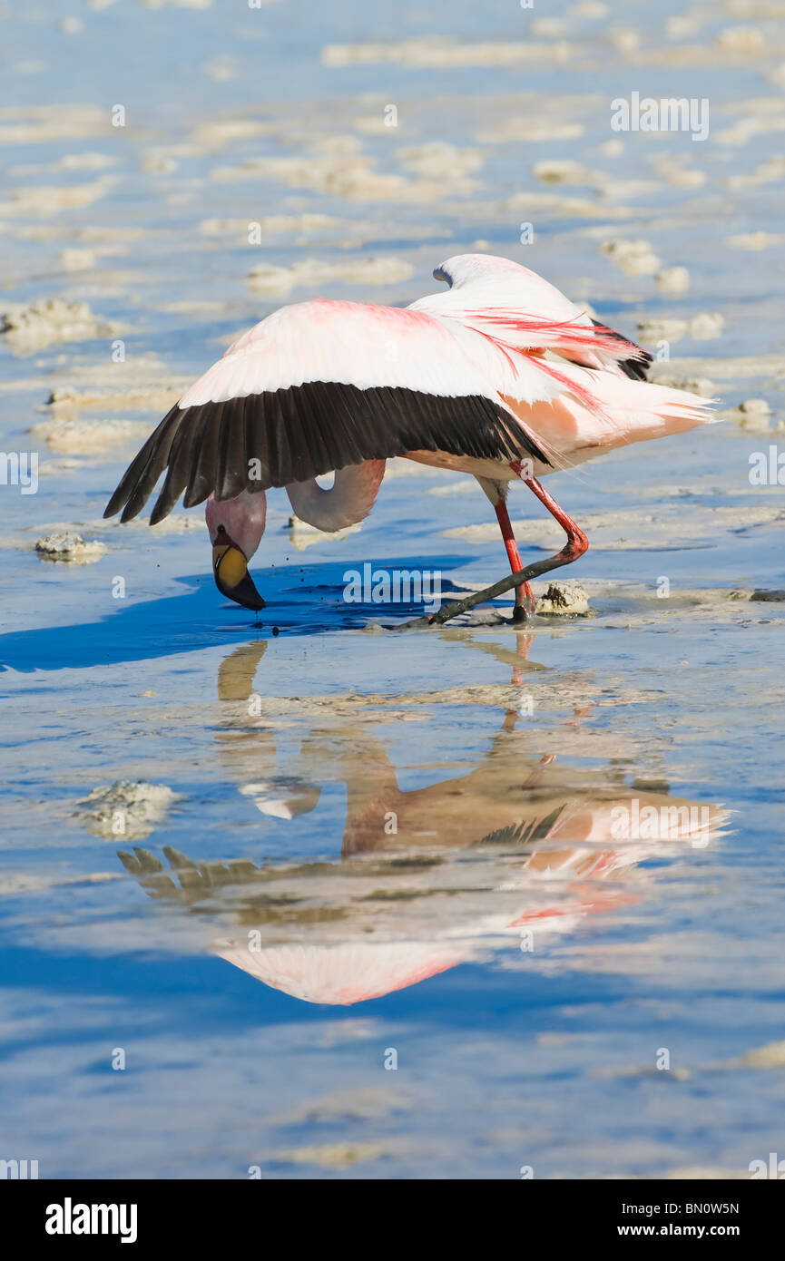Puna ou James (Phoenicoparrus jamesi) Flamingo, Laguna Hedionda, Potosi, Bolivie Banque D'Images