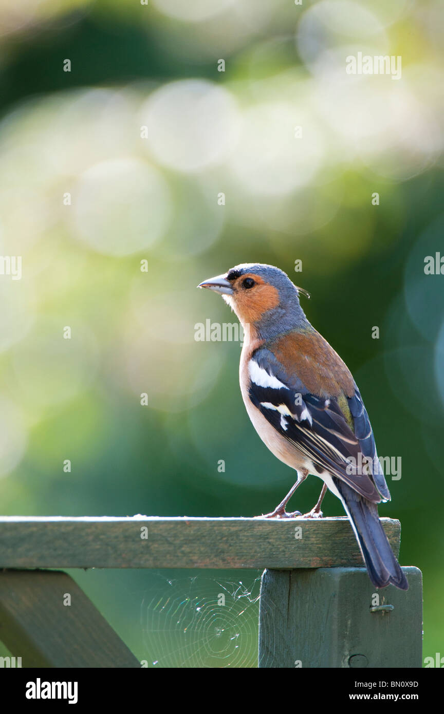 Fringilla coelebs chaffinch mâle, Banque D'Images