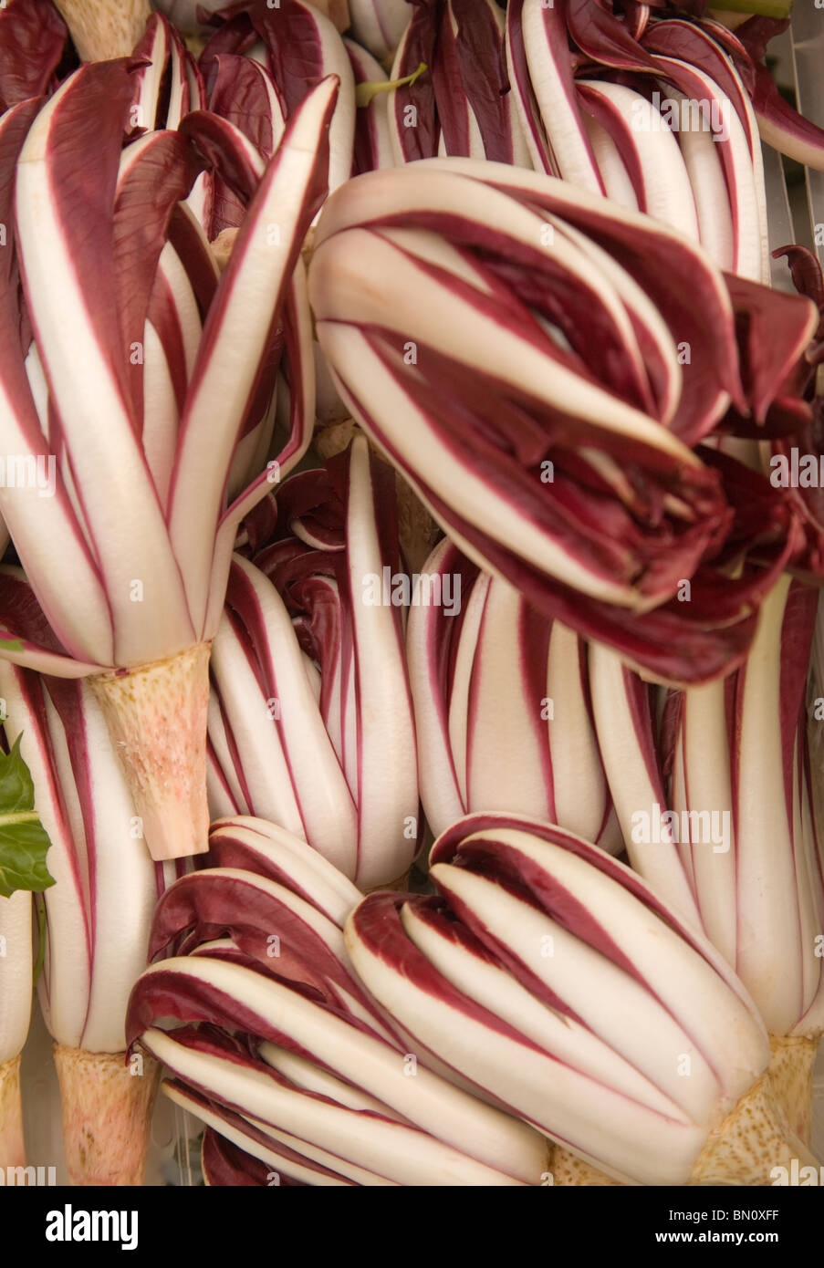 La chicorée rouge de Trévise "' (Cichorium intybus) sur le stand. Légumes typiques du nord de l'Italie. L'accent peu profondes. Banque D'Images