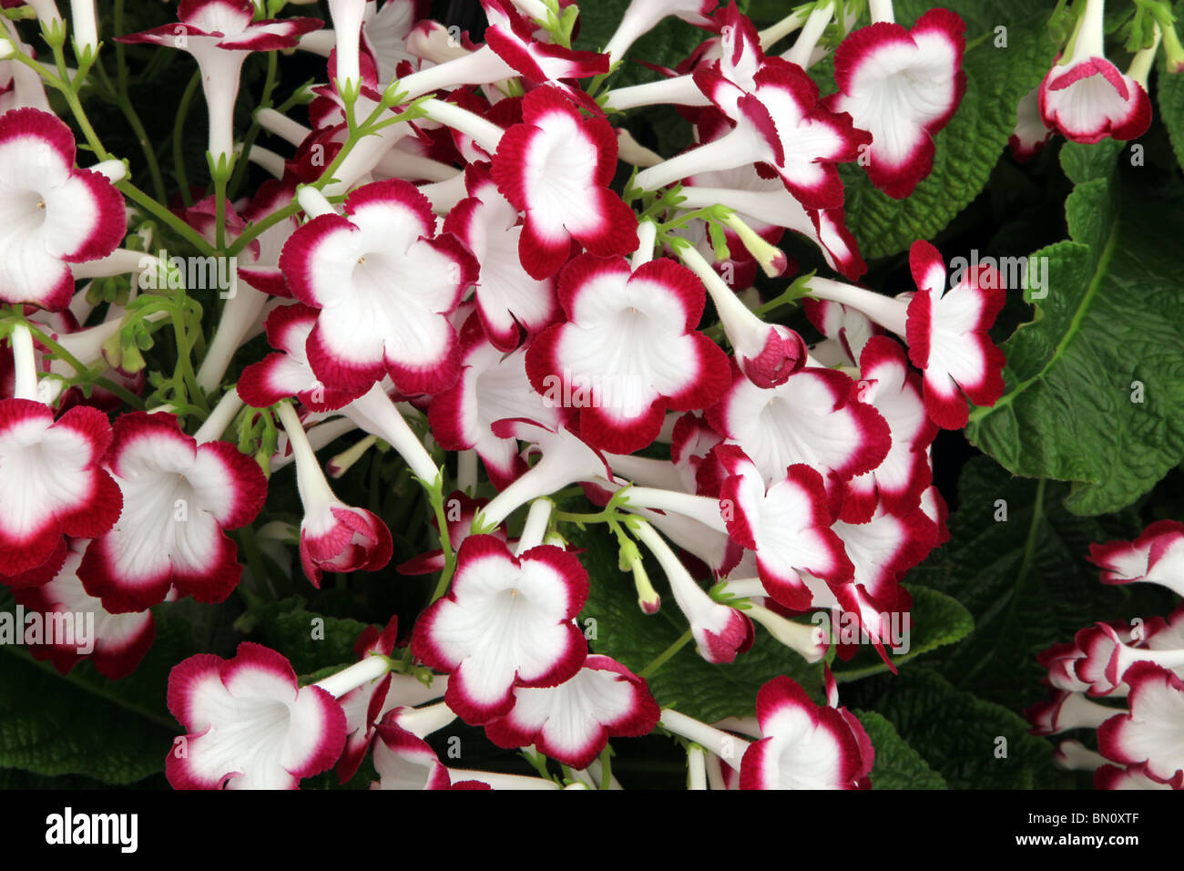 Streptocarpus Cherry Roulette Photo Stock - Alamy