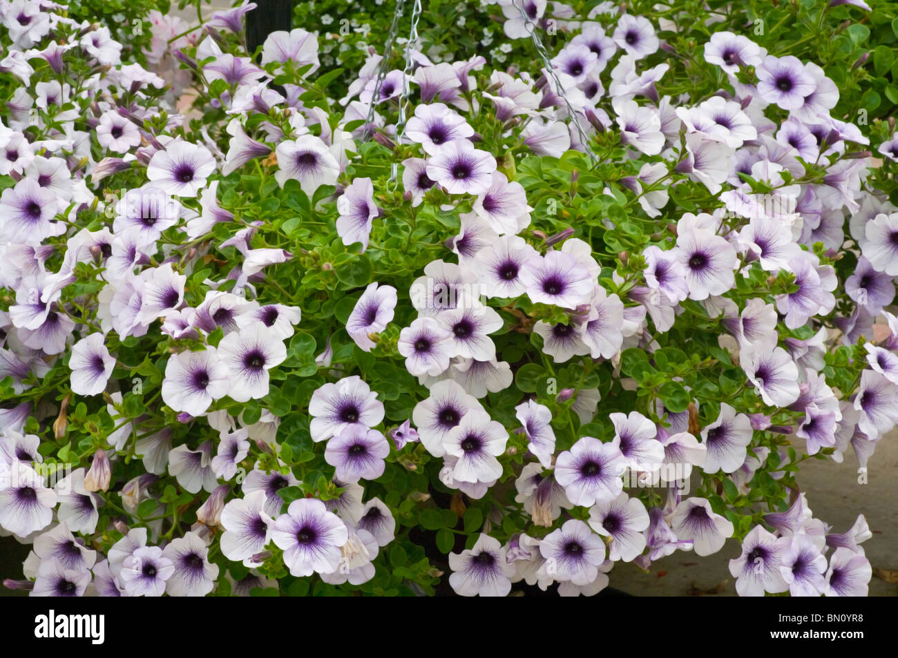 Blanc et violet Petunia Hanging Basket Banque D'Images