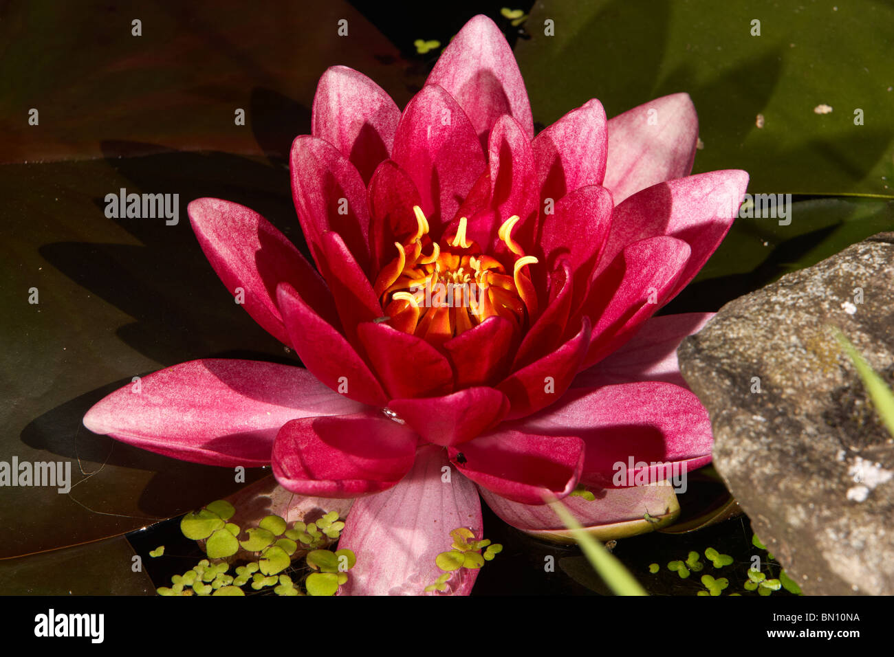 Nénuphar (Nymphaea) et en lentilles d'un étang de jardin au Pays de Galles, Royaume-Uni Banque D'Images