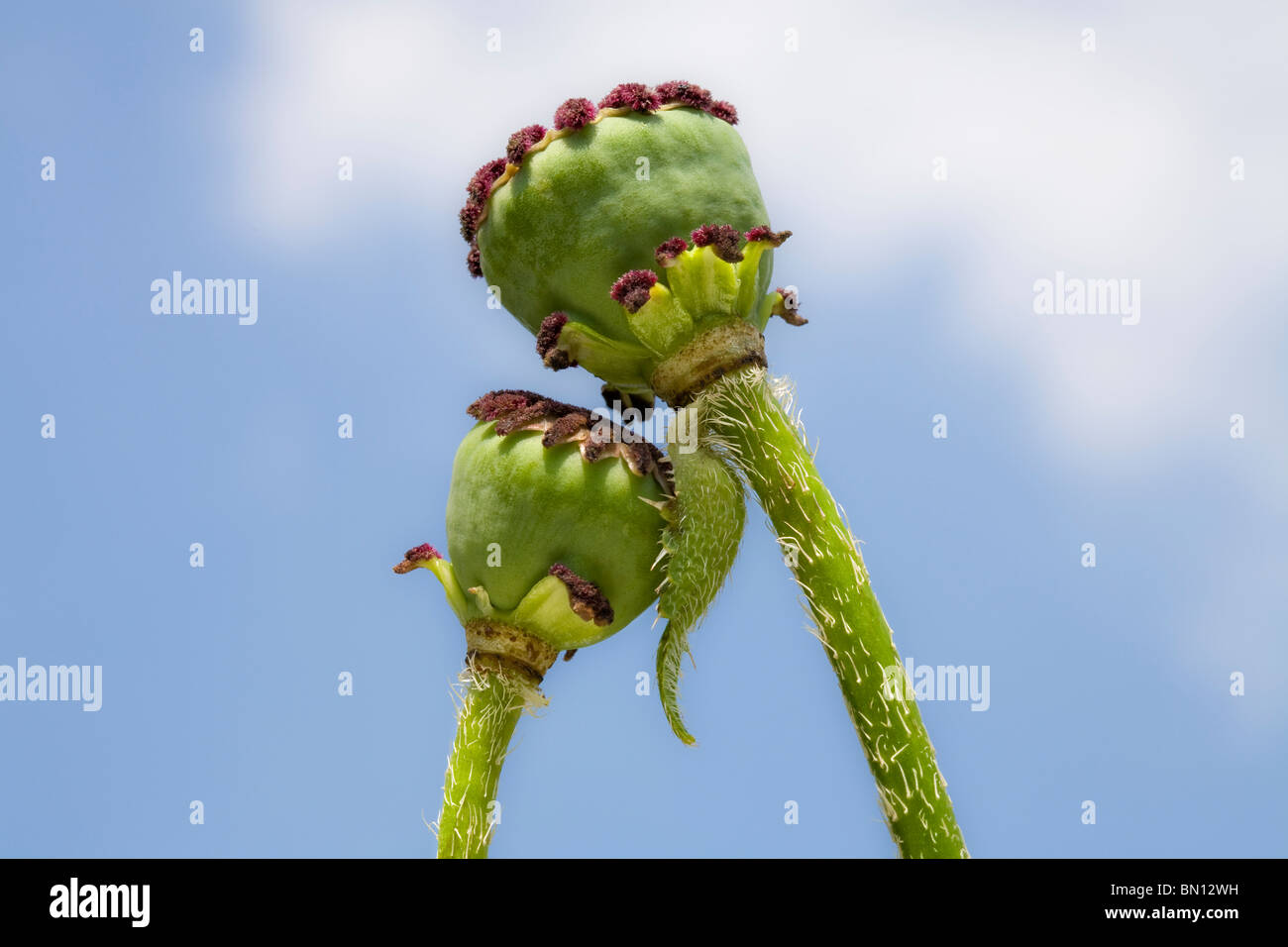 Deux têtes de graine de pavot contre un ciel bleu ressemblant à des têtes humaines apparaissant être affectueusement penché vers l'autre Banque D'Images