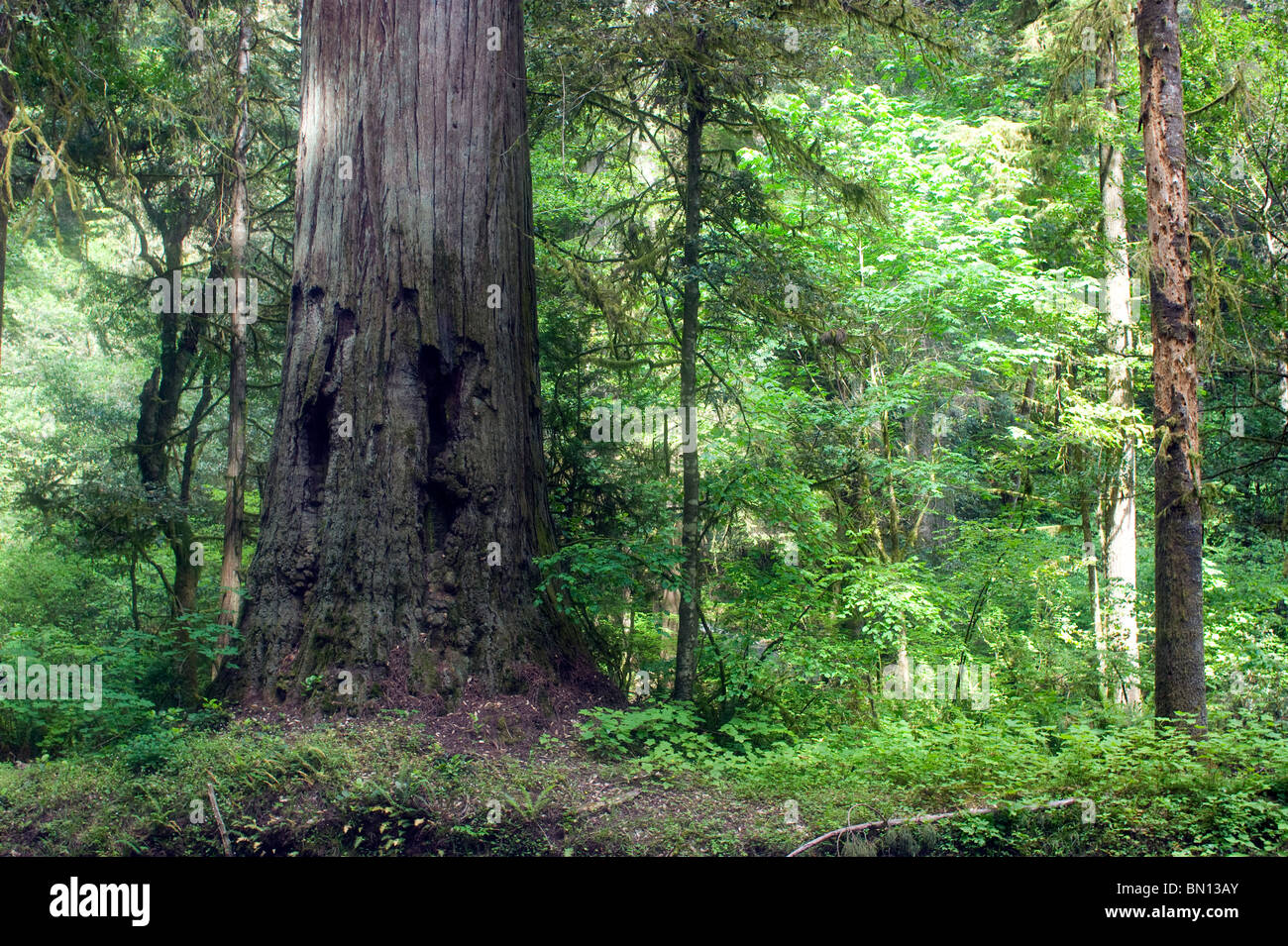 Séquoia géant arbres et forêt California coast Redwoods National Park Banque D'Images