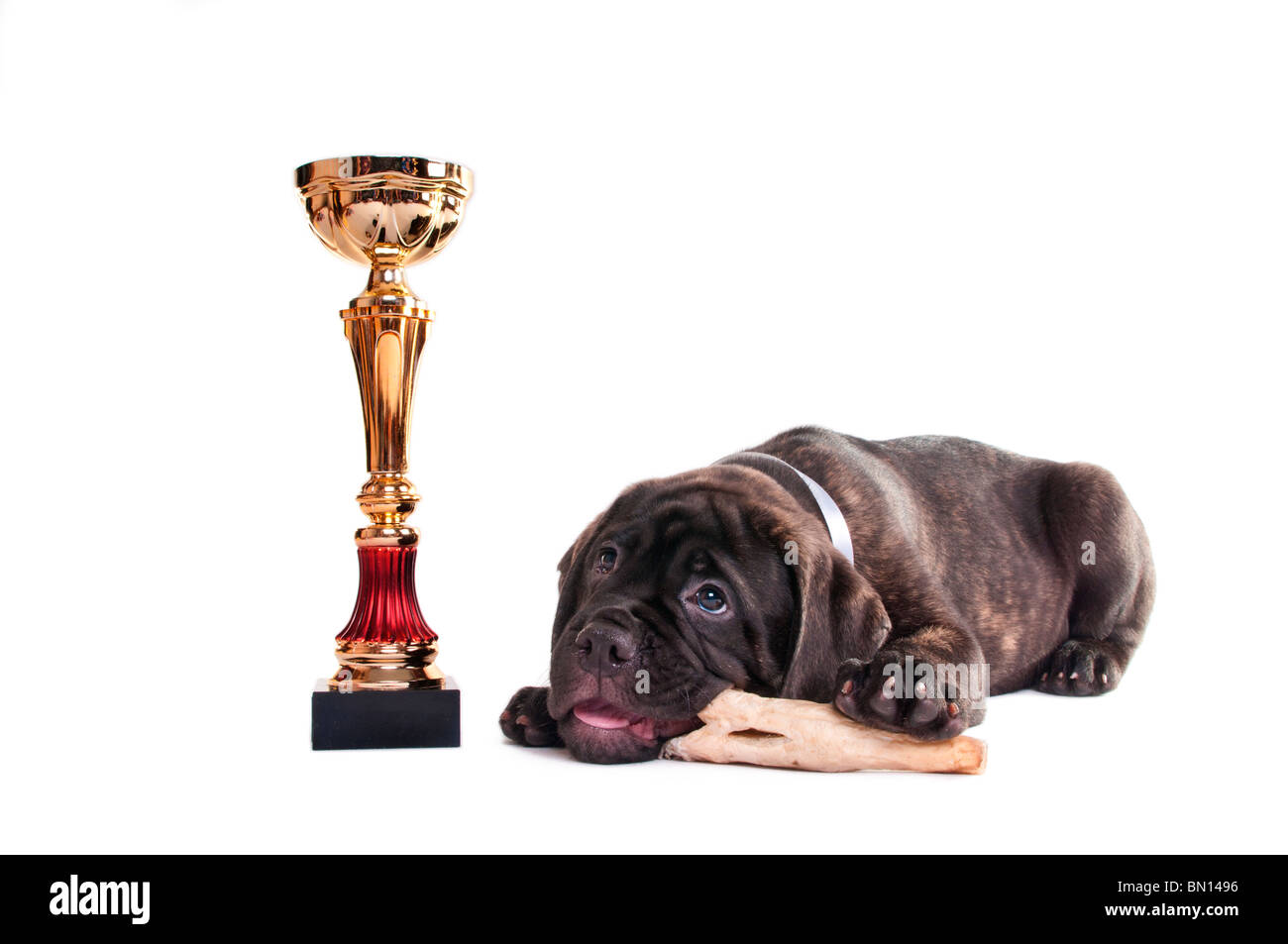 Champion chiot fatigué avec son prix Banque D'Images