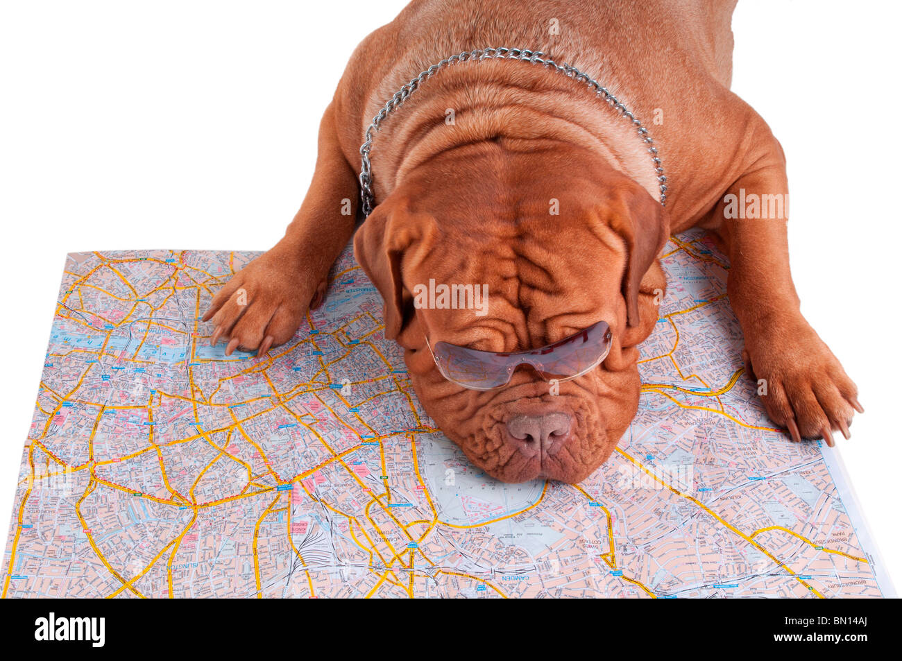 Dog de bordeaux est la planification de ses vacances d'été Banque D'Images