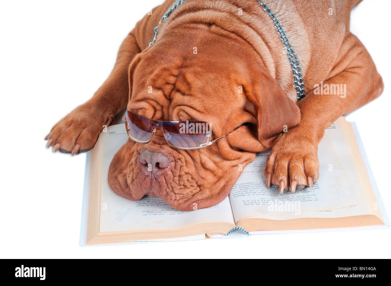 Dogue de Bordeaux avec des lunettes plus dormir un livre Banque D'Images