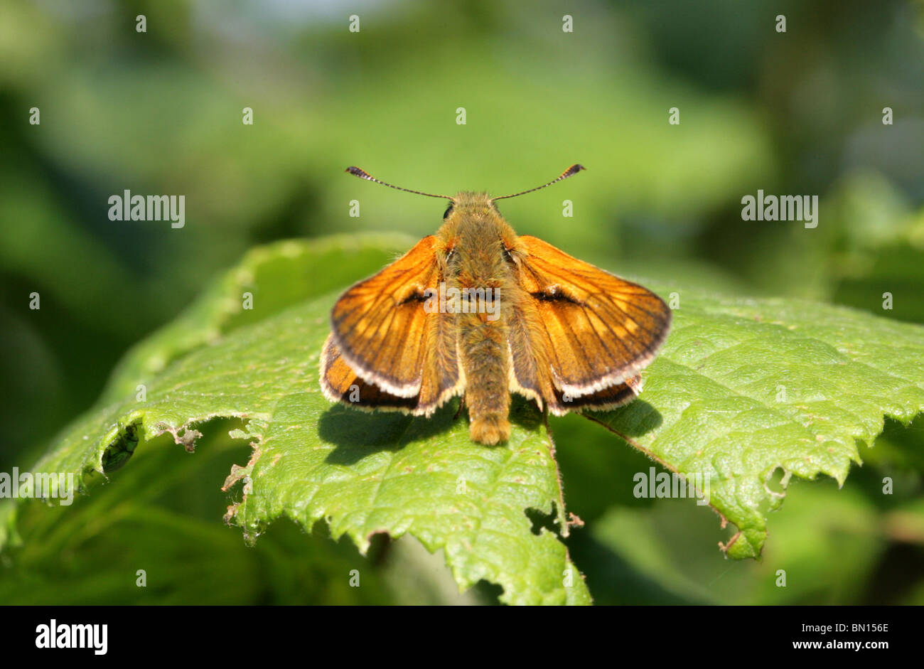 Grand Skipper Butterfly (mâle), Ochlodes sylvanus, Hesperiidae Banque D'Images