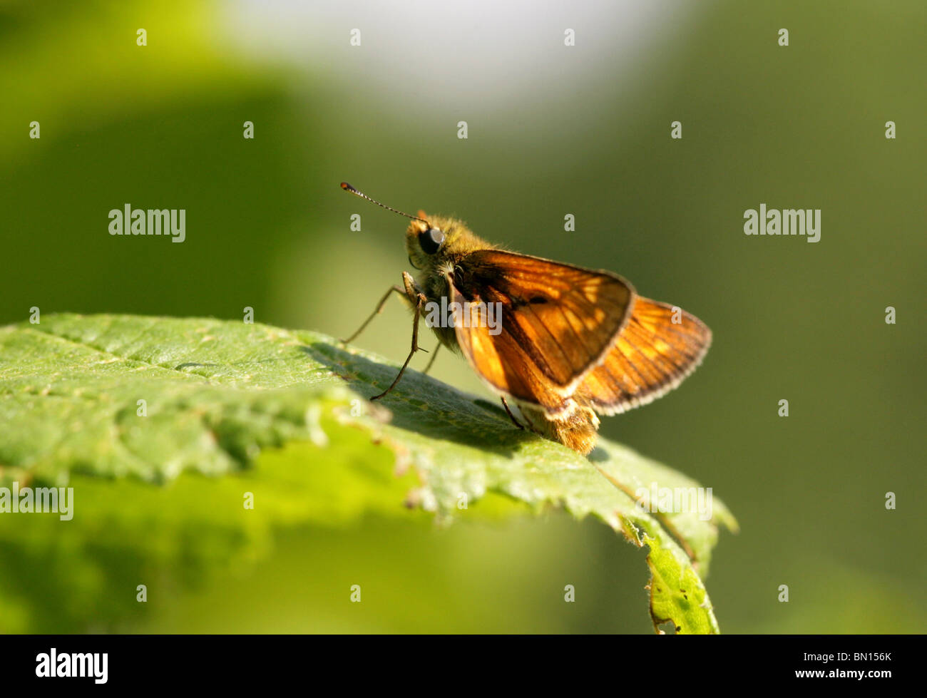 Grand Skipper Butterfly (mâle), Ochlodes sylvanus, Hesperiidae Banque D'Images