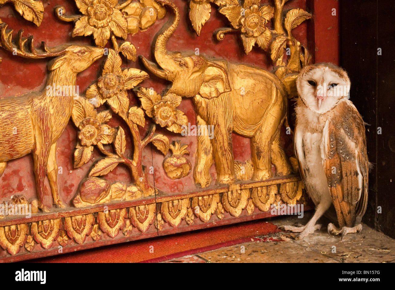 Owl sur le seuil du Wat Soi Fon temple bouddhiste de Chiang Mai, Thaïlande. Banque D'Images