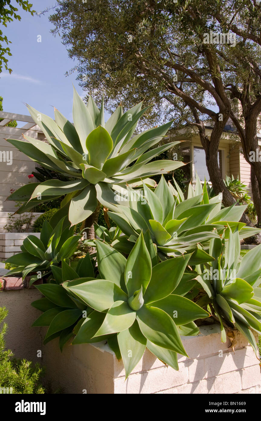 L’Aloe Vera plante Banque D'Images