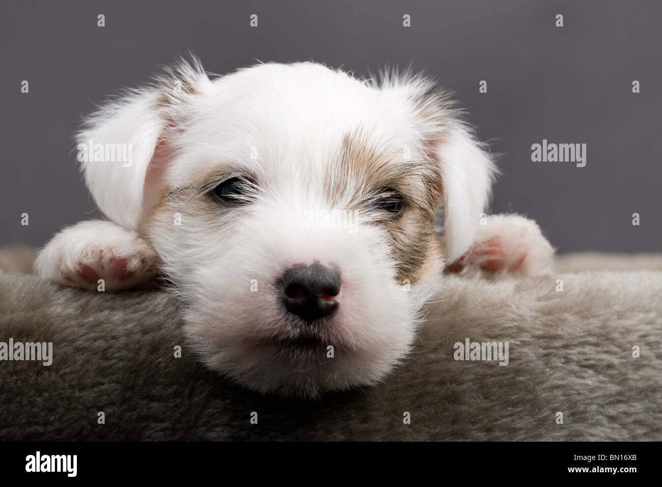 Parson Russel terrier puppy closeup Banque D'Images