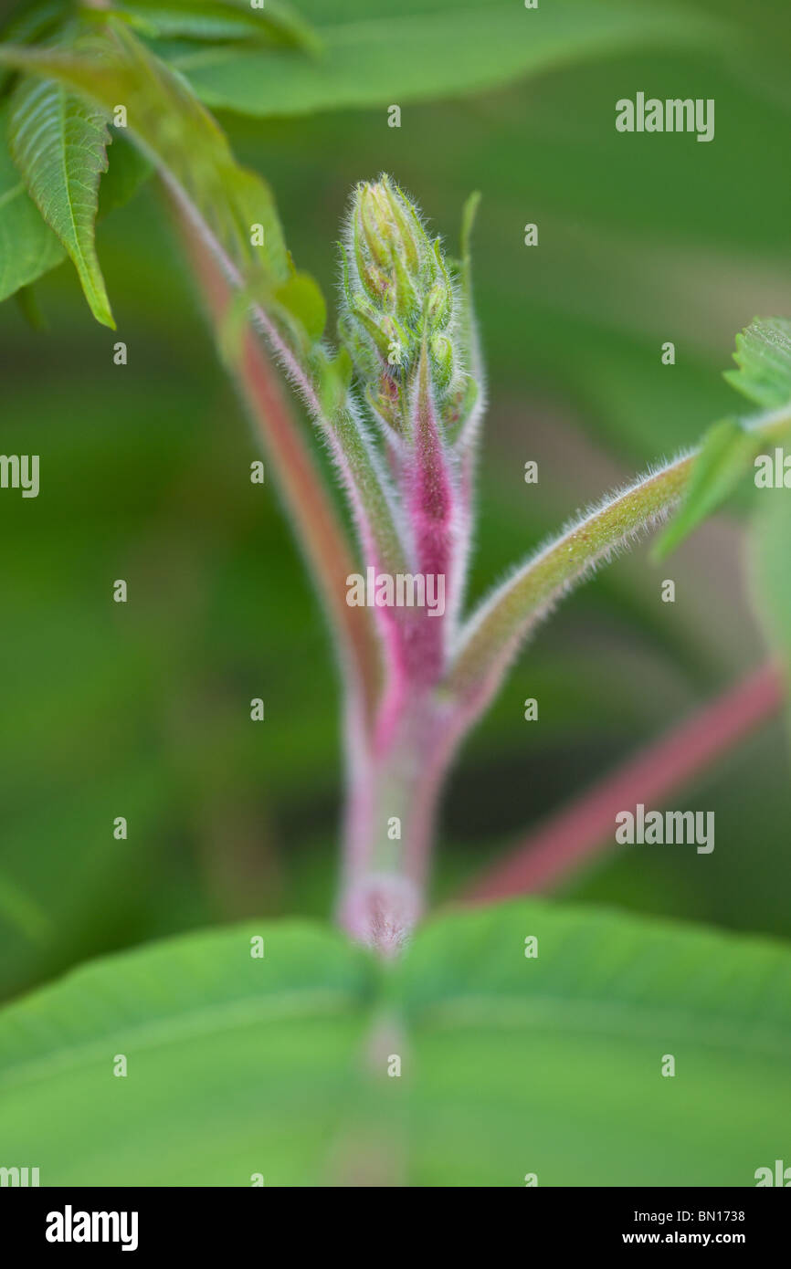 Rhus typhina Vinaigrier ou - Rhus hirta Banque D'Images