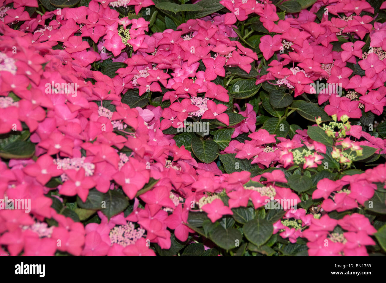 Hydrangea macrophylla 'Rotschwanz' Banque D'Images