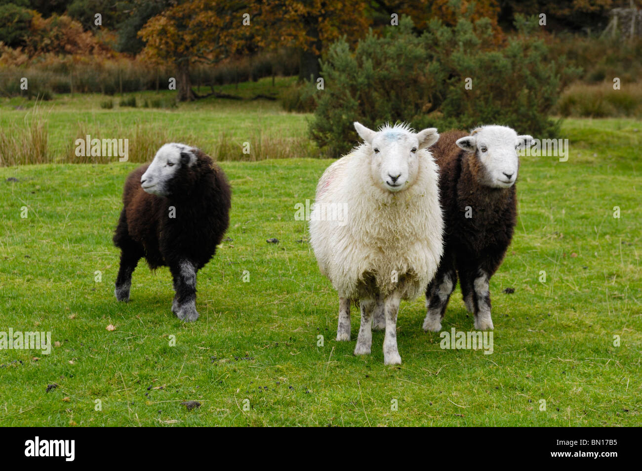 Trois Moutons Herdwick à Nether Wasdale, Cumbria, Angleterre. Banque D'Images