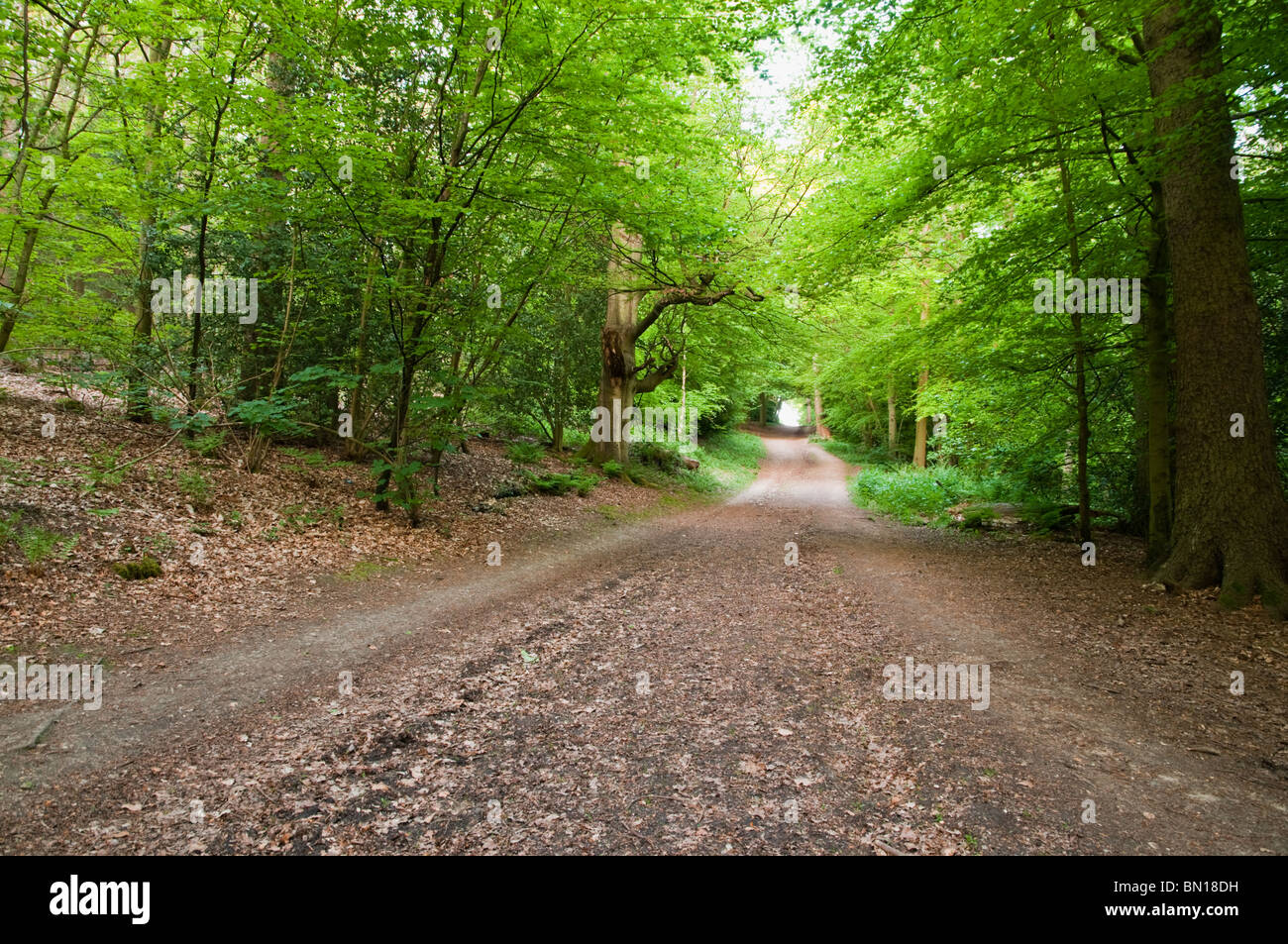 Chemin dans Whippendell Woods, Watford, Hertfordshire, Royaume-Uni Banque D'Images