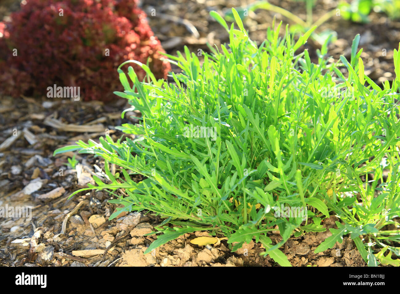 Dans l'usine Roquette Eruca sativa - jardin Banque D'Images