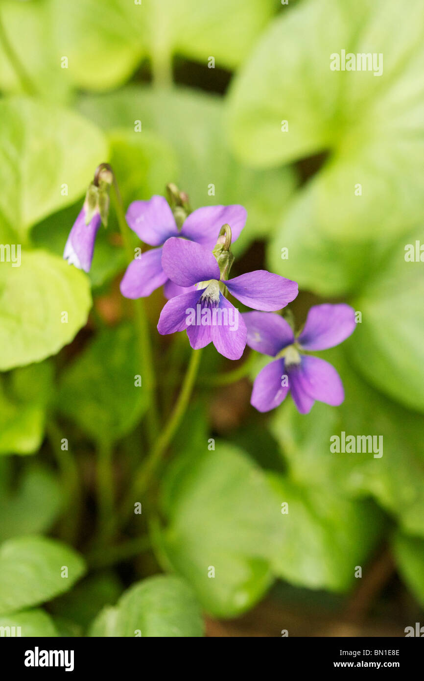 Violet-bleu commun (Viola sororia). Banque D'Images