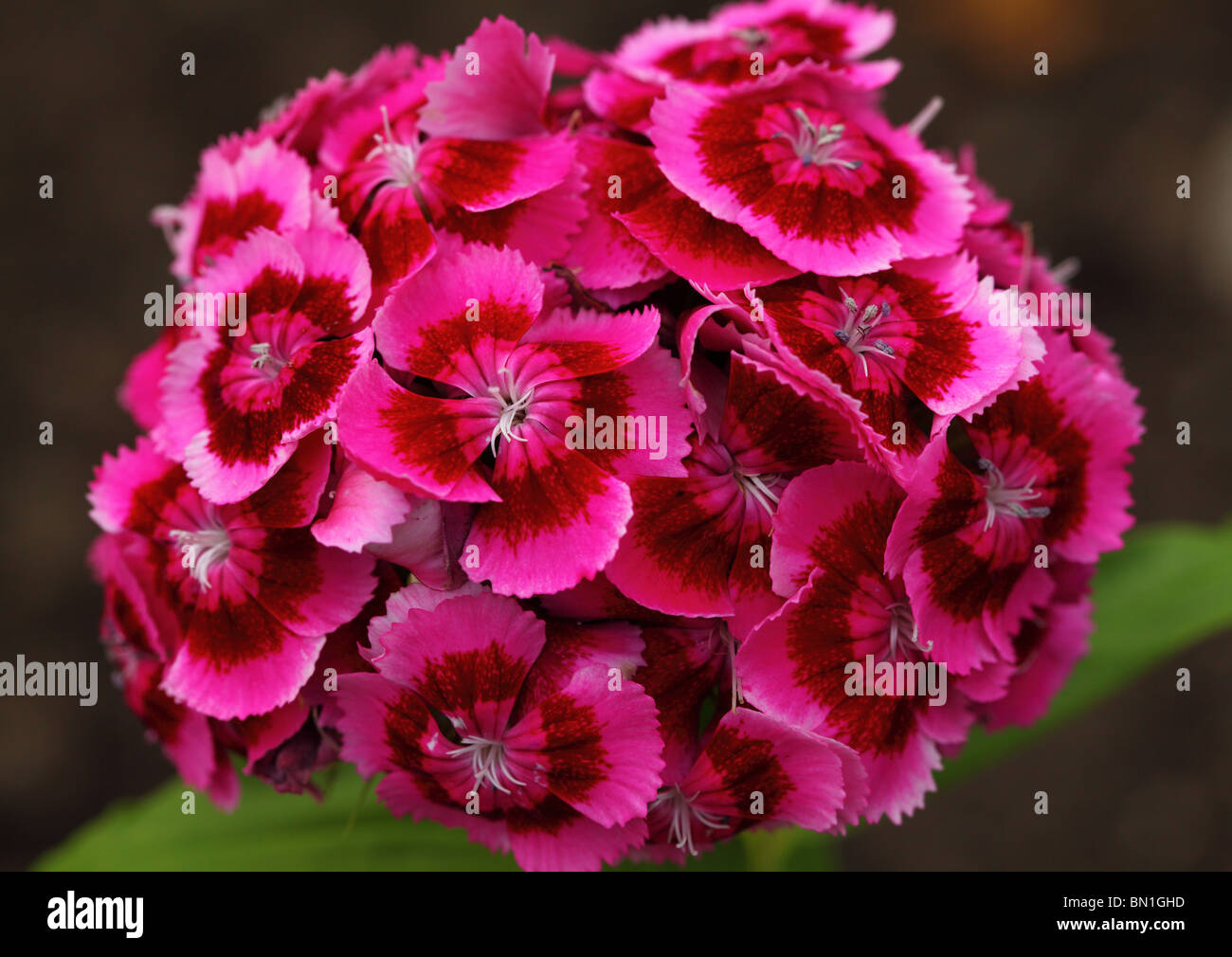 Wiliams doux oeillet Dianthus barbatus fleurs close up Banque D'Images