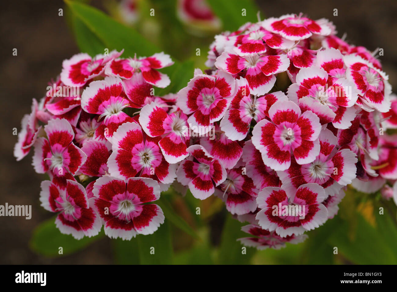 Wiliams doux oeillet Dianthus barbatus fleurs close up Banque D'Images