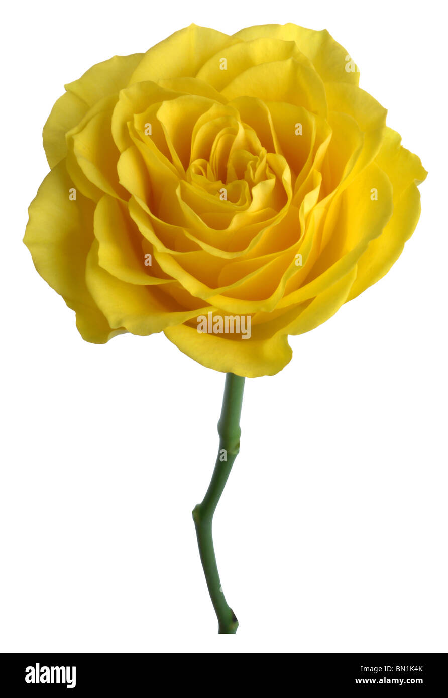 Rose, rose jaune Banque D'Images