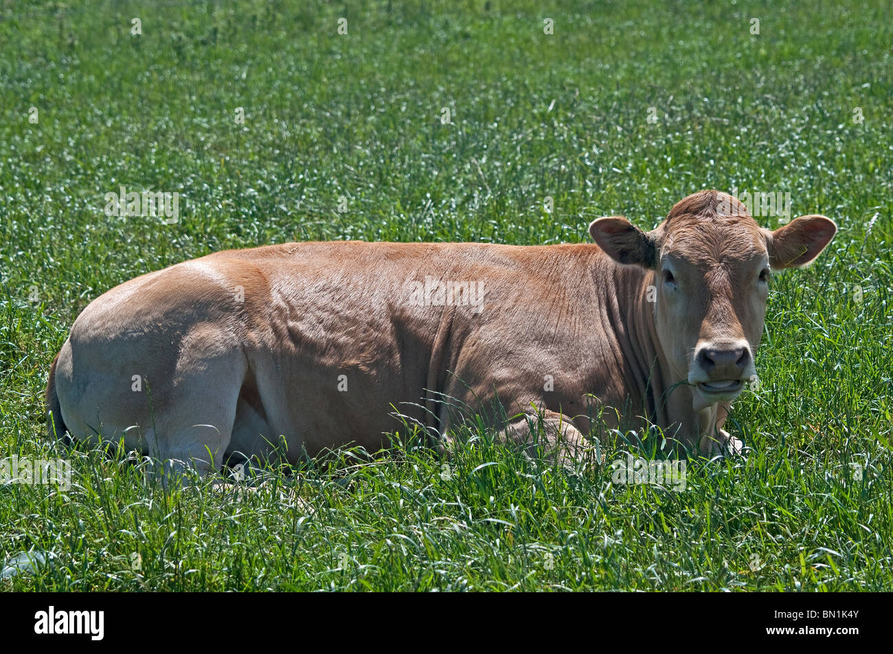 Vache brune portant in grassy field Banque D'Images