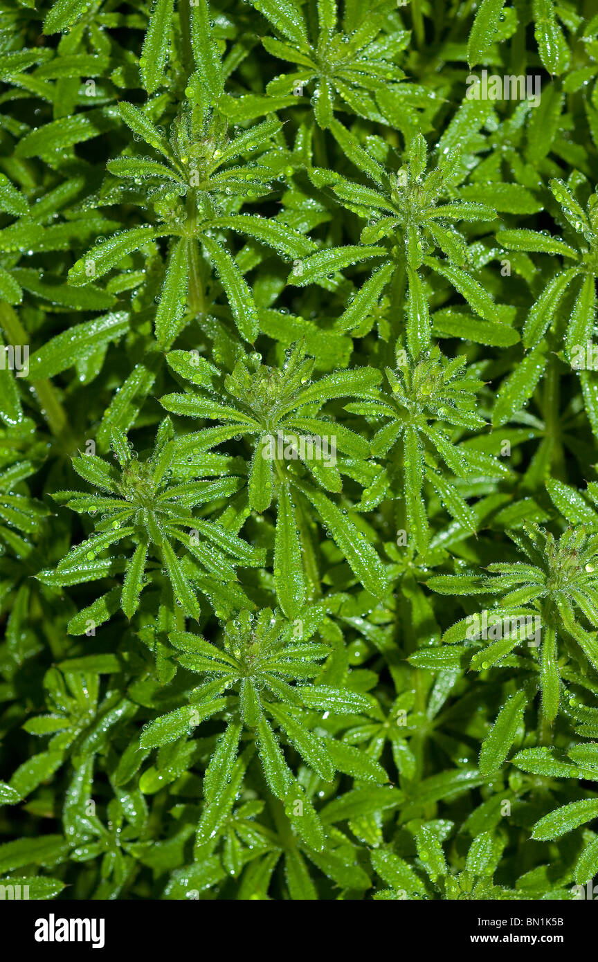 Le gaillet gratteron (Galium aparine) Banque D'Images