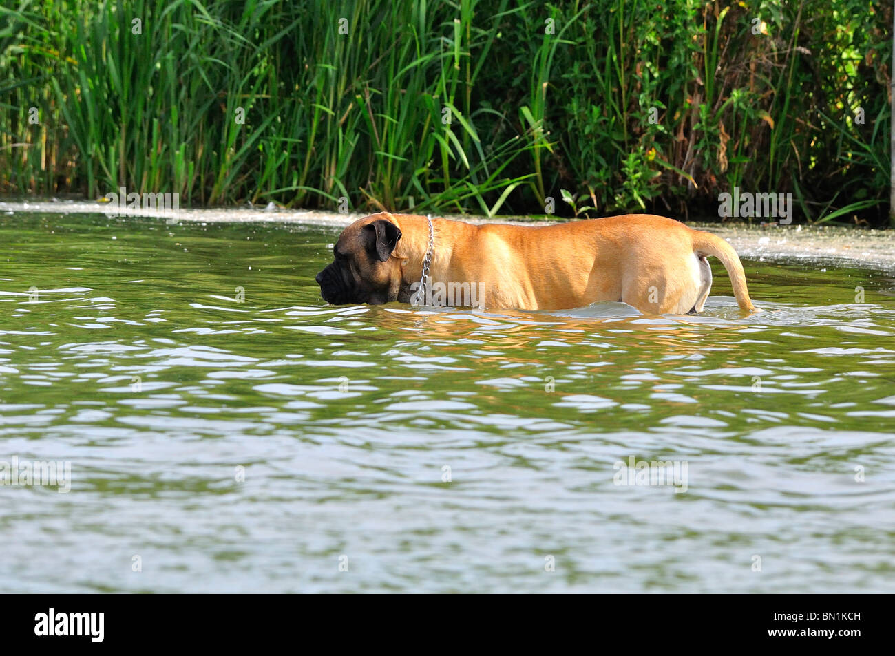 Chien jouant dans l'eau Banque D'Images