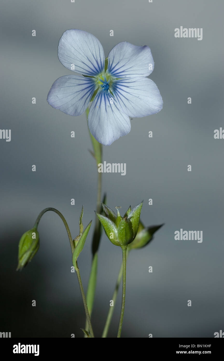 Fleur de lin pâle (Linum bienne) Banque D'Images