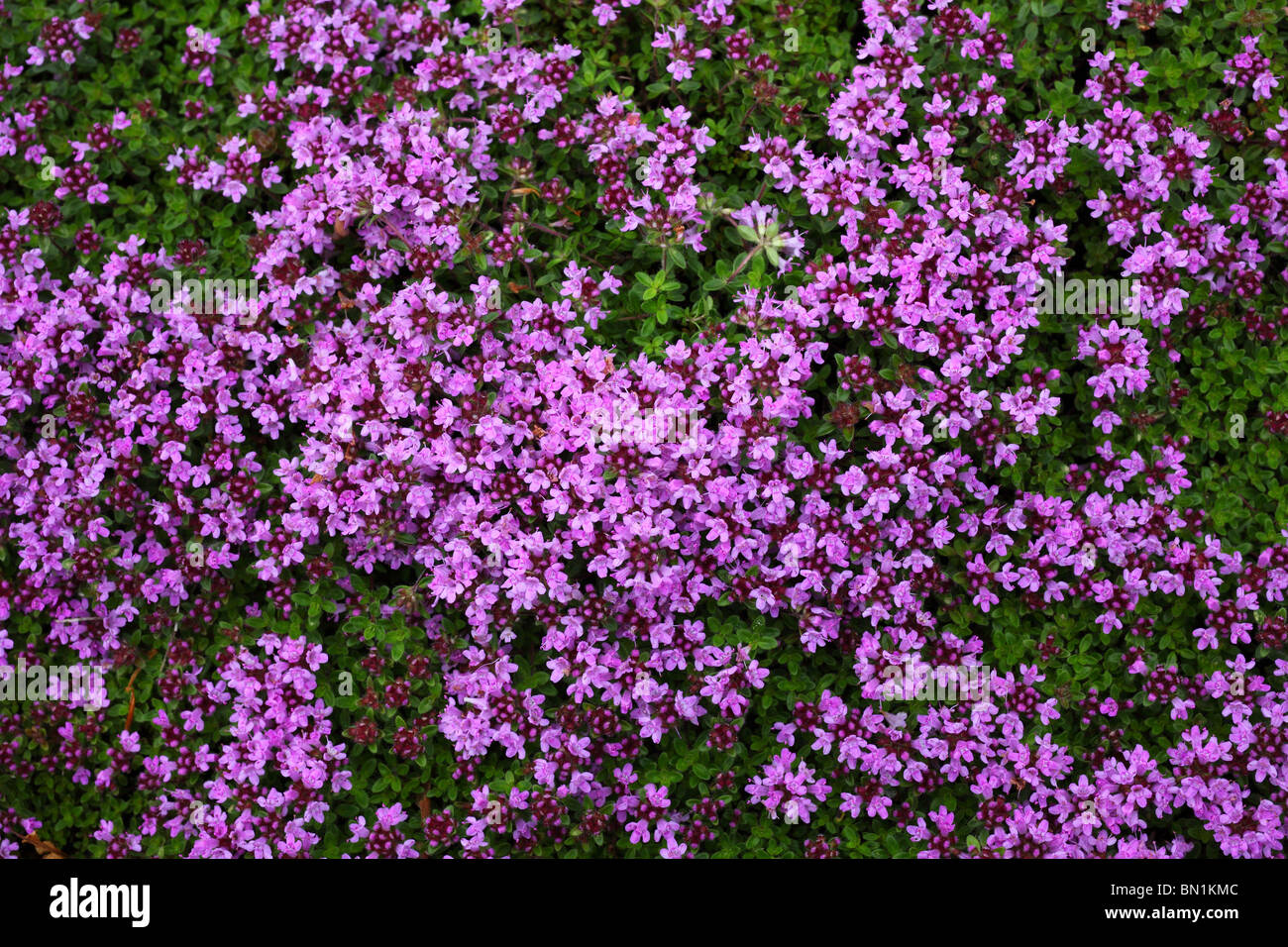 Fleur de thym Thymus praecox 'Coccineus' Banque D'Images