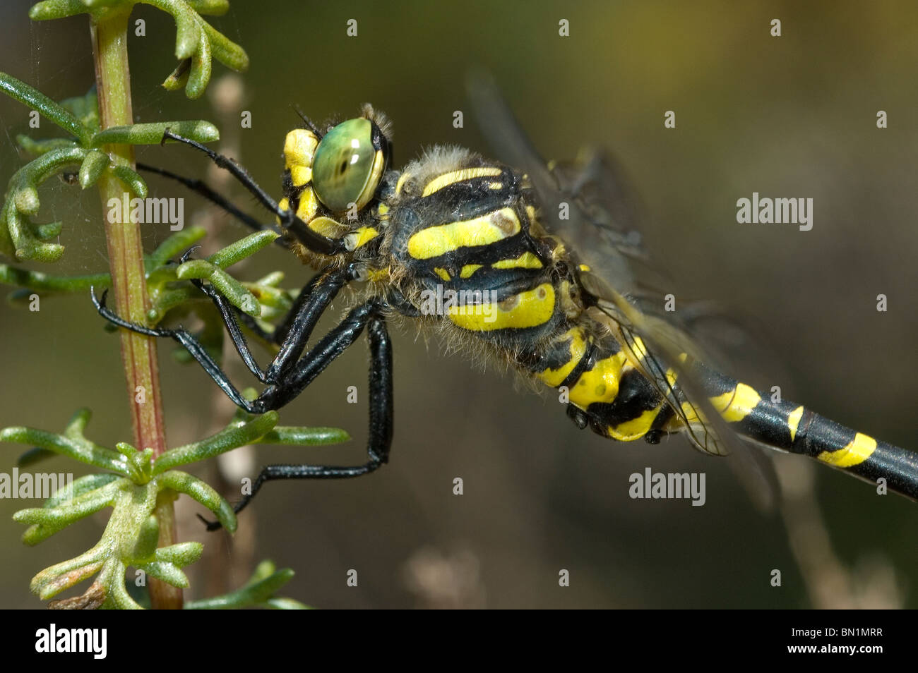 Golden-ringed Dragonfly (Cordulegaster boltonii) Banque D'Images