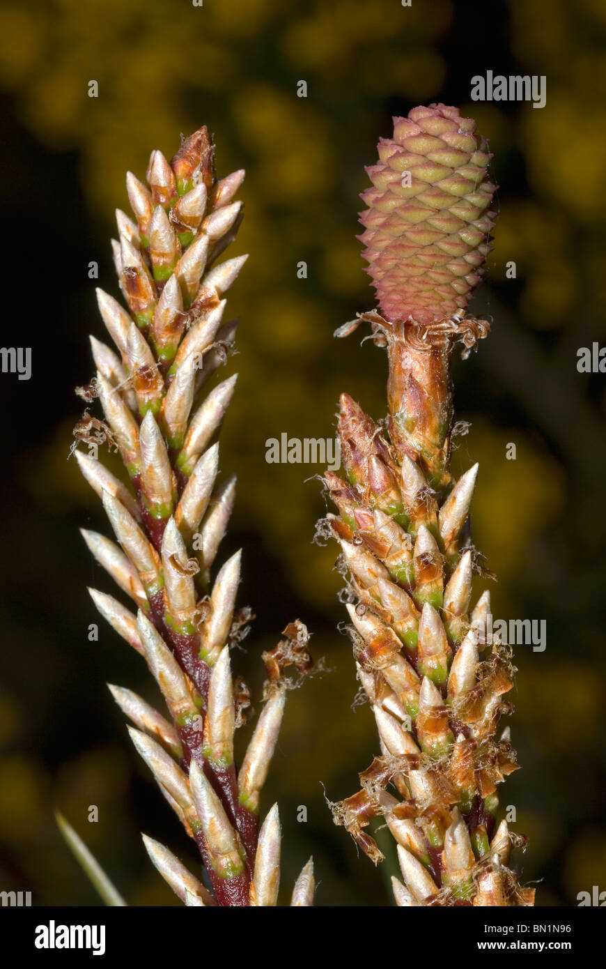 Et de l'Inflorescence d'un cône de pin maritime (Pinus pinaster) Banque D'Images