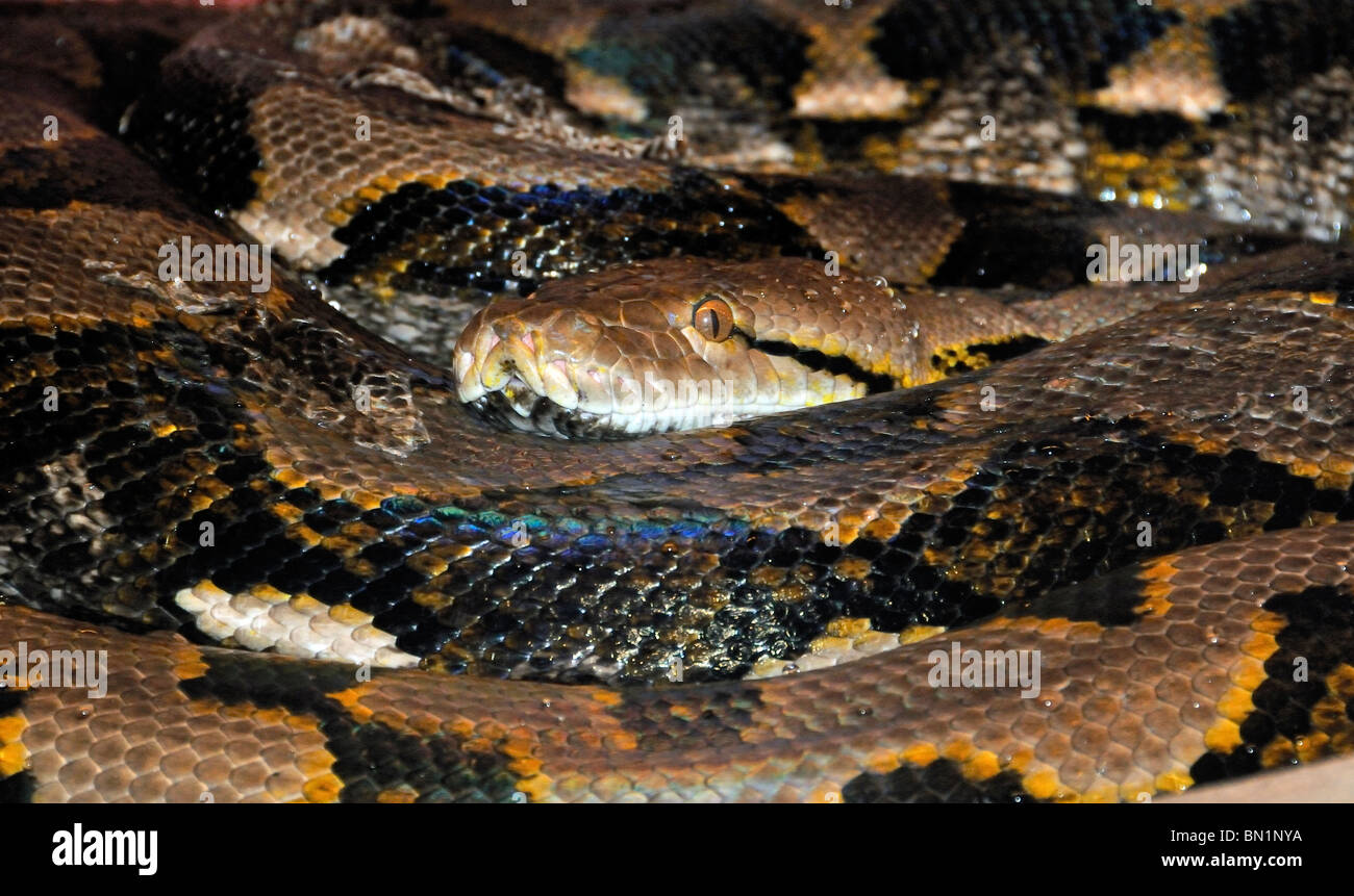 Python reticulatus Banque de photographies et d’images à haute ...