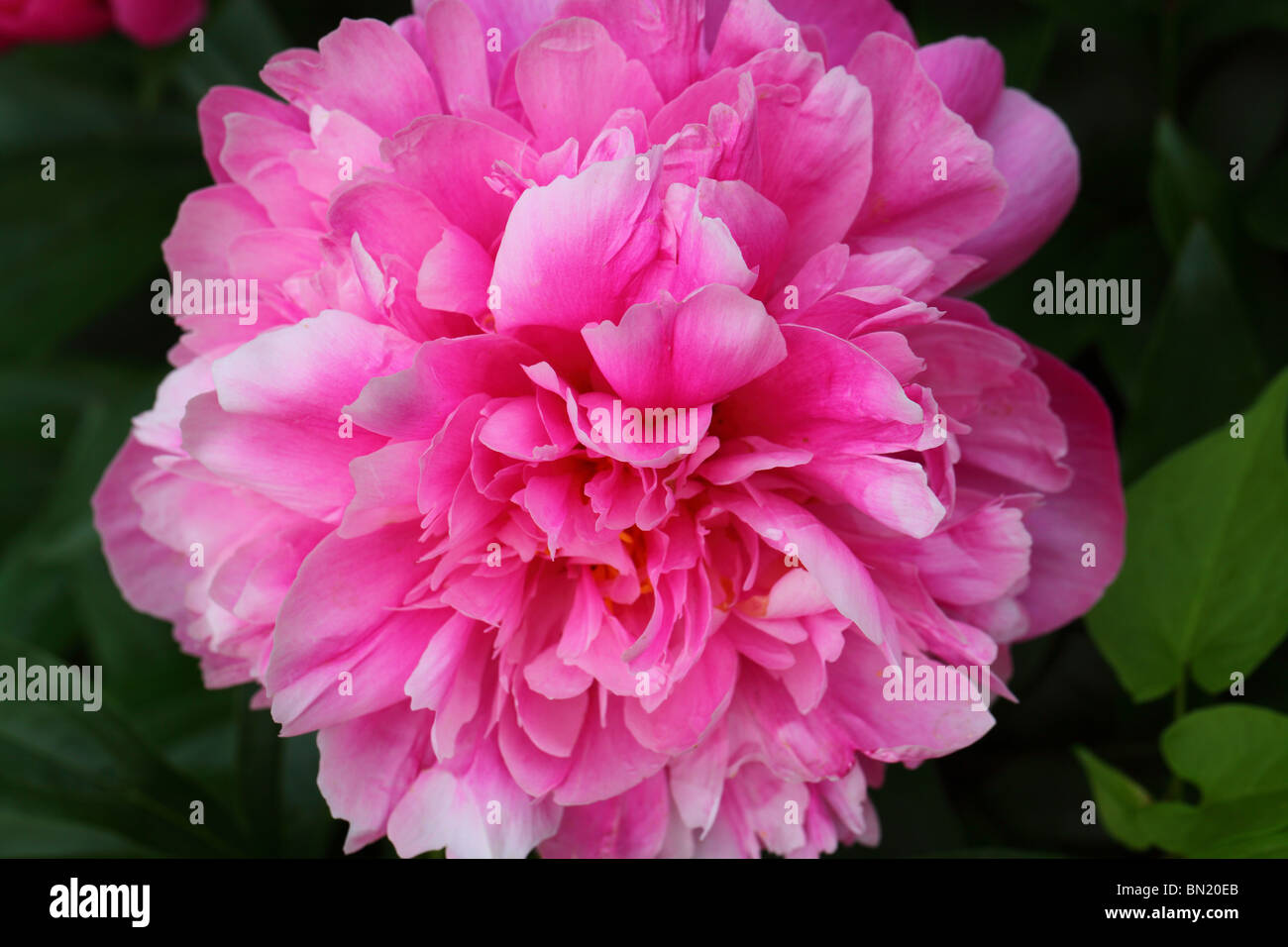 Fleur de pivoine rose close up Peonia Banque D'Images