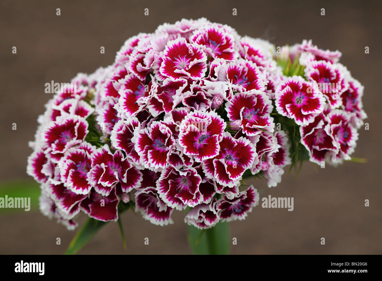 Sweet violet fleurs wiliams close up Dianthus barbatus Banque D'Images