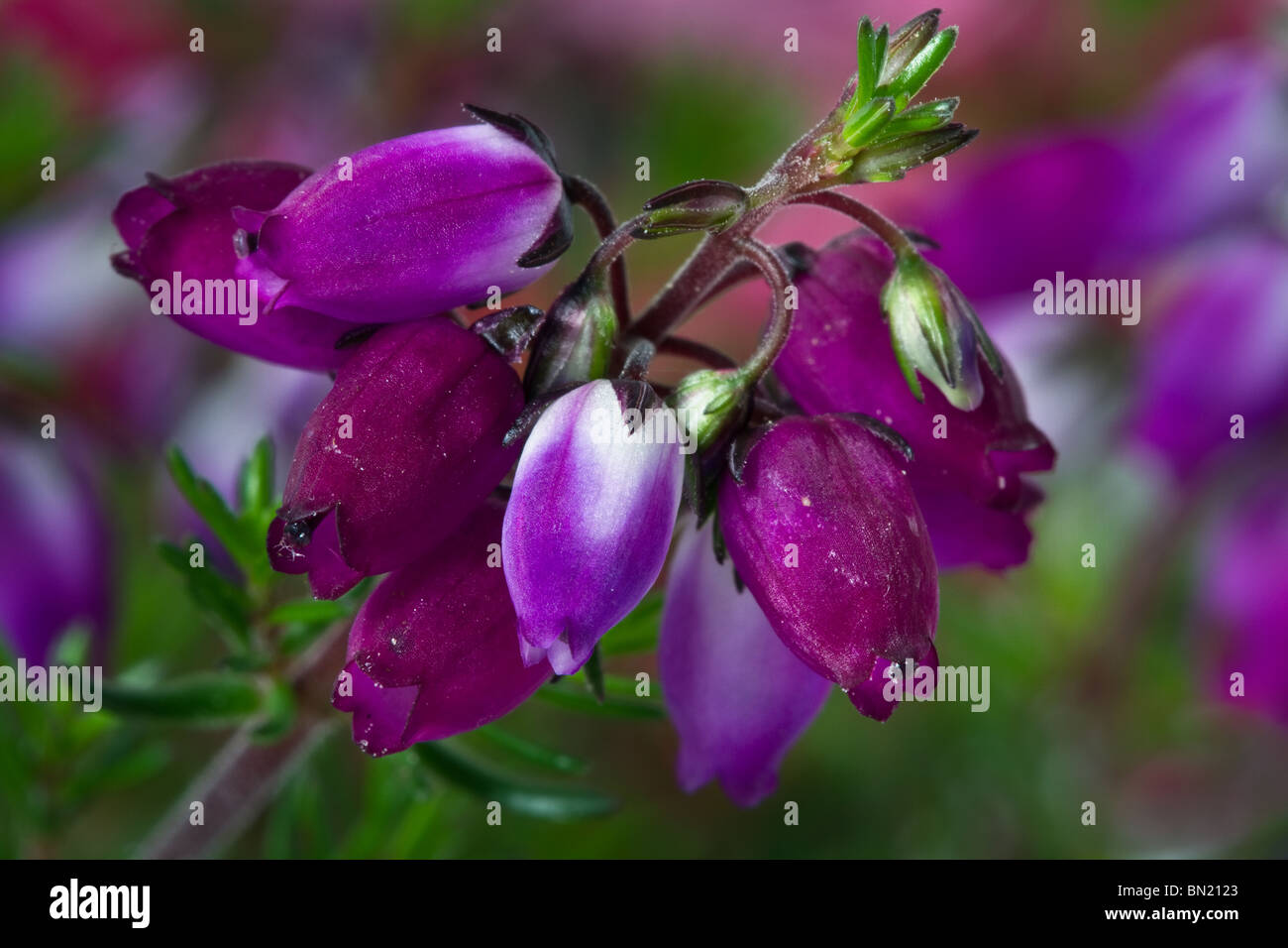 Erica cinerea, floraison en juin lucky Bell écossais-heather, Aberdeenshire, UK Banque D'Images