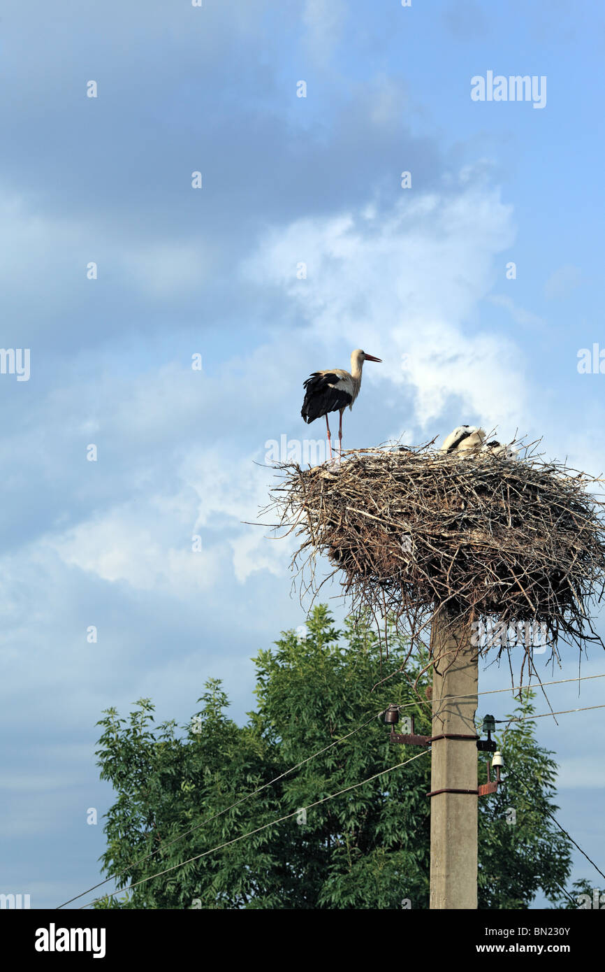 Sur le nid de cigognes, Subbotov, Oblast de Tcherkassy, en Ukraine Banque D'Images