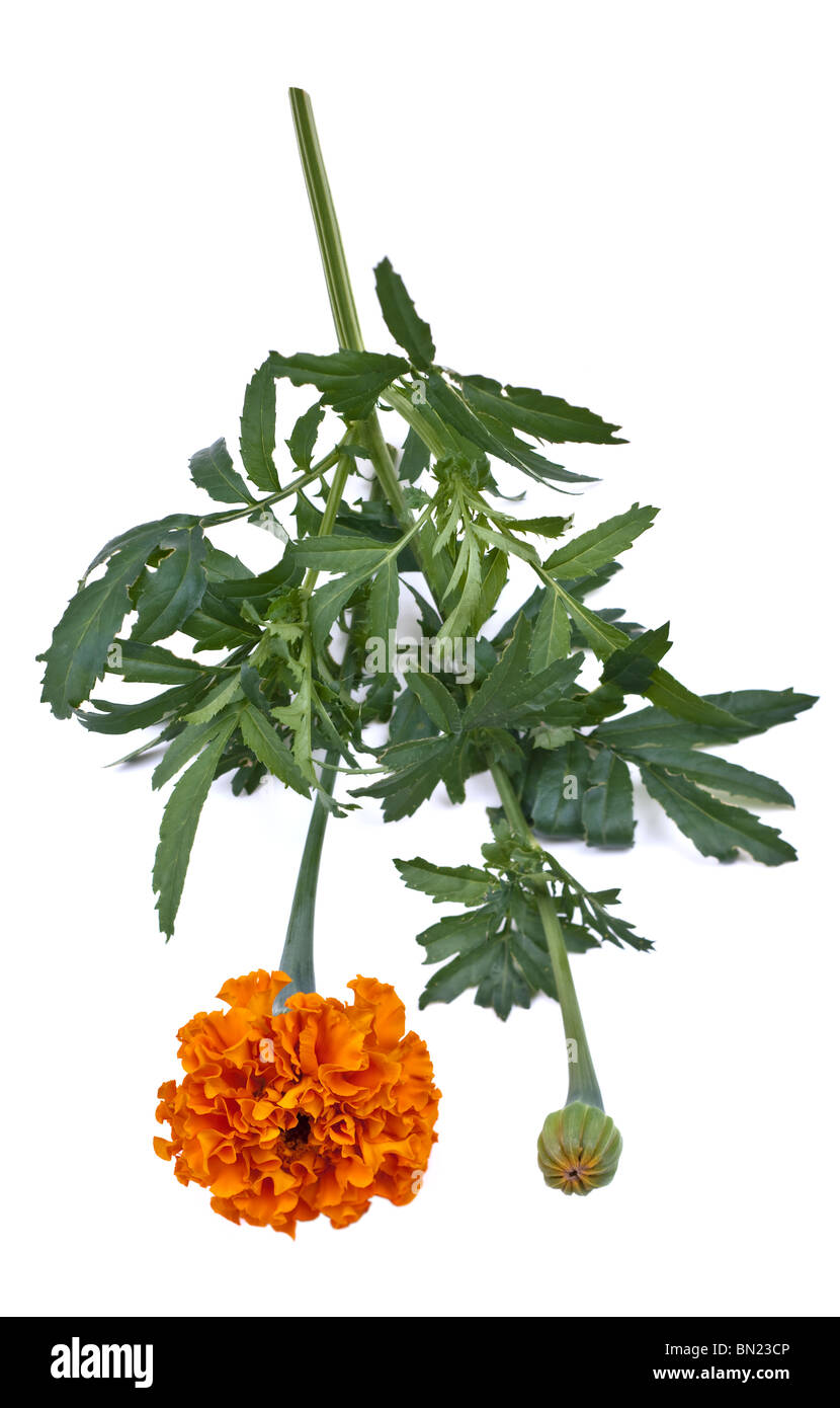 Marigold africaine tige et feuilles fleur Banque D'Images